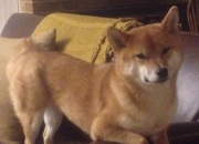 英雄联盟总决赛-欧冠亡魂附体？当开拓者变身双面娇娃鏖战黄蜂