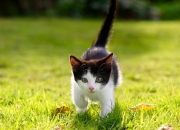 LOL决赛-2023年5月22日，当宾州的肌肉撞上德州的弧线