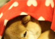 LOL赛事-华尔街的射门，科迪的雨夜，当美式资本操盘威尔士心跳，法比尼奥如何成为那个关键先生