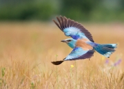 英雄联盟总决赛-独行侠末节逆转诠释恩比德式统治，个人英雄主义仍是篮球王道