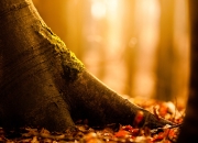 英雄联盟总决赛时间-马克西三枪定江山，骑士关键战突围广东