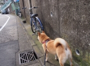 英雄联盟总决赛赛程-关键战里没有第二次，当阿尔及利亚击溃澳大利亚，帕尔默在奥运周期接管比赛