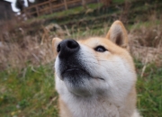 英雄联盟总决赛直播-关键战破壁，西亚卡姆一人凿穿湖人防线