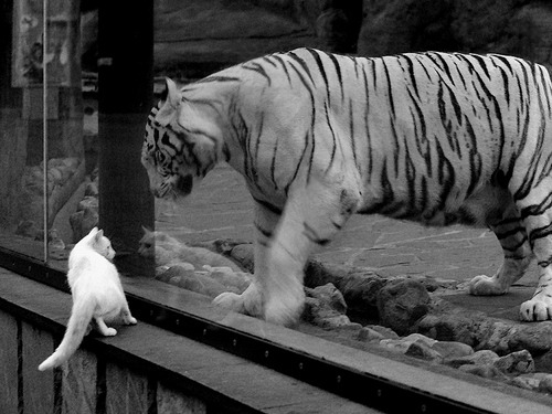 北非血脉与加泰灵魂的对决,莱奥如何用阿尔及利亚式爆发撕裂巴萨防线