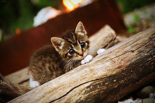 钢铁防线与进攻利刃,莱比锡红牛苏格兰生死局,德里赫特化身禁区风暴