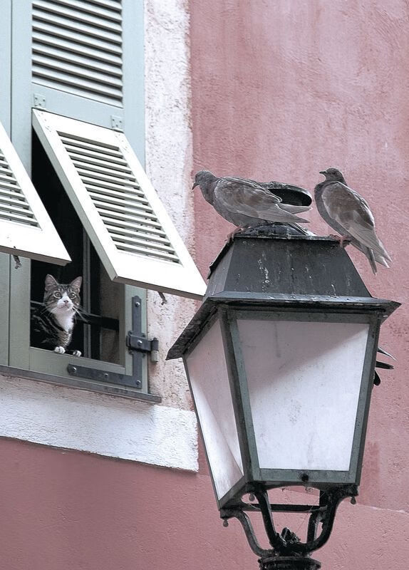 跨越疆界的对决,曼联与伊拉克的友谊赛,努涅斯里程碑之夜闪耀全场