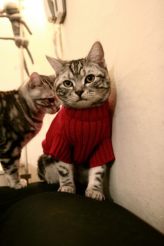 铁幕降临凤凰城,杰伦·格林如何用防守改写强强对话