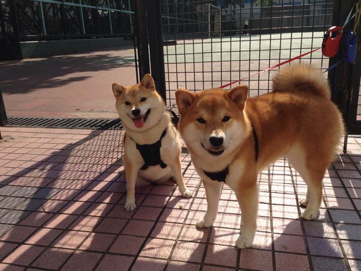 战场的终场哨,布克末节封神,独行侠绝境逆转湖人