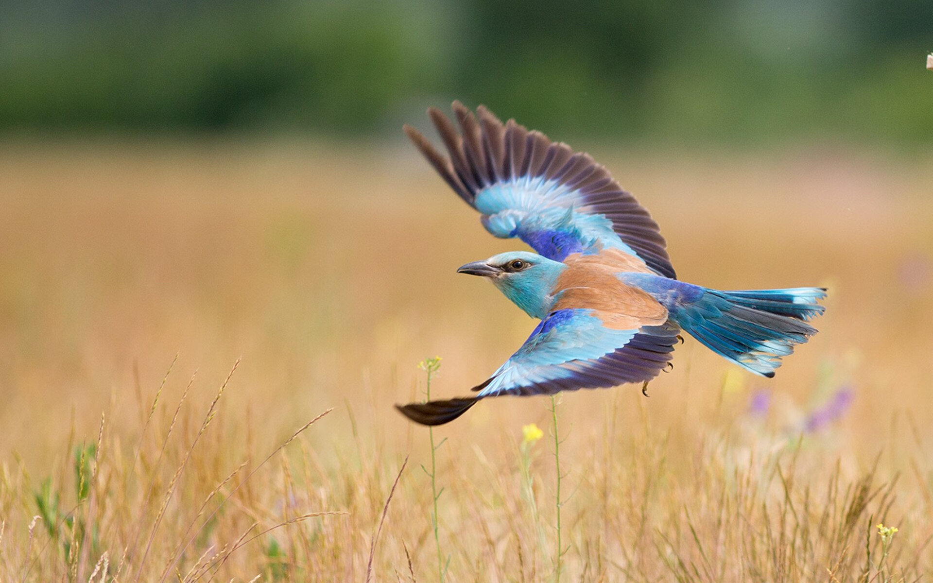 独行侠末节逆转诠释恩比德式统治，个人英雄主义仍是篮球王道