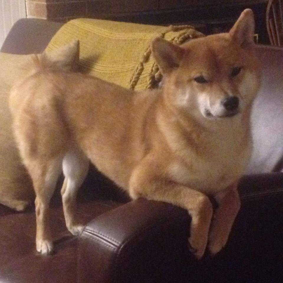 撕裂长夜的利爪,伦纳德用沉默在爵士面前铸就钢铁壁垒