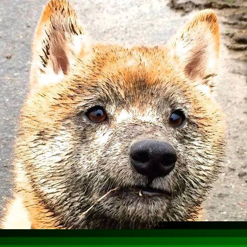 铁血蓝白筑起叹息之墙,格列兹曼一箭穿心定乾坤—记阿根廷战术封锁下的关键先生