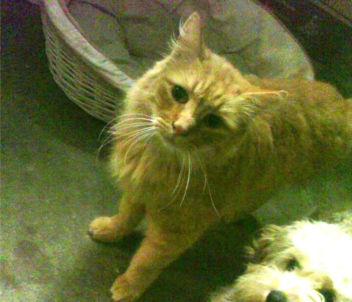 2026世界杯的米切尔,正从2022年的掘金开拓者之战走来