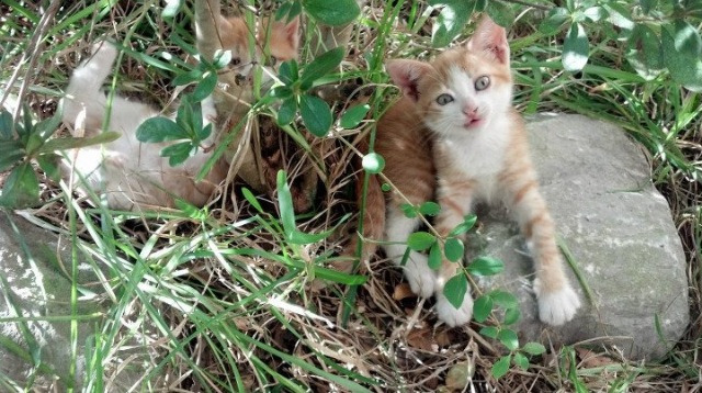 绝境中的怒放，凯塞多双响炮，拉齐奥加时鏖战险胜波兰劲旅