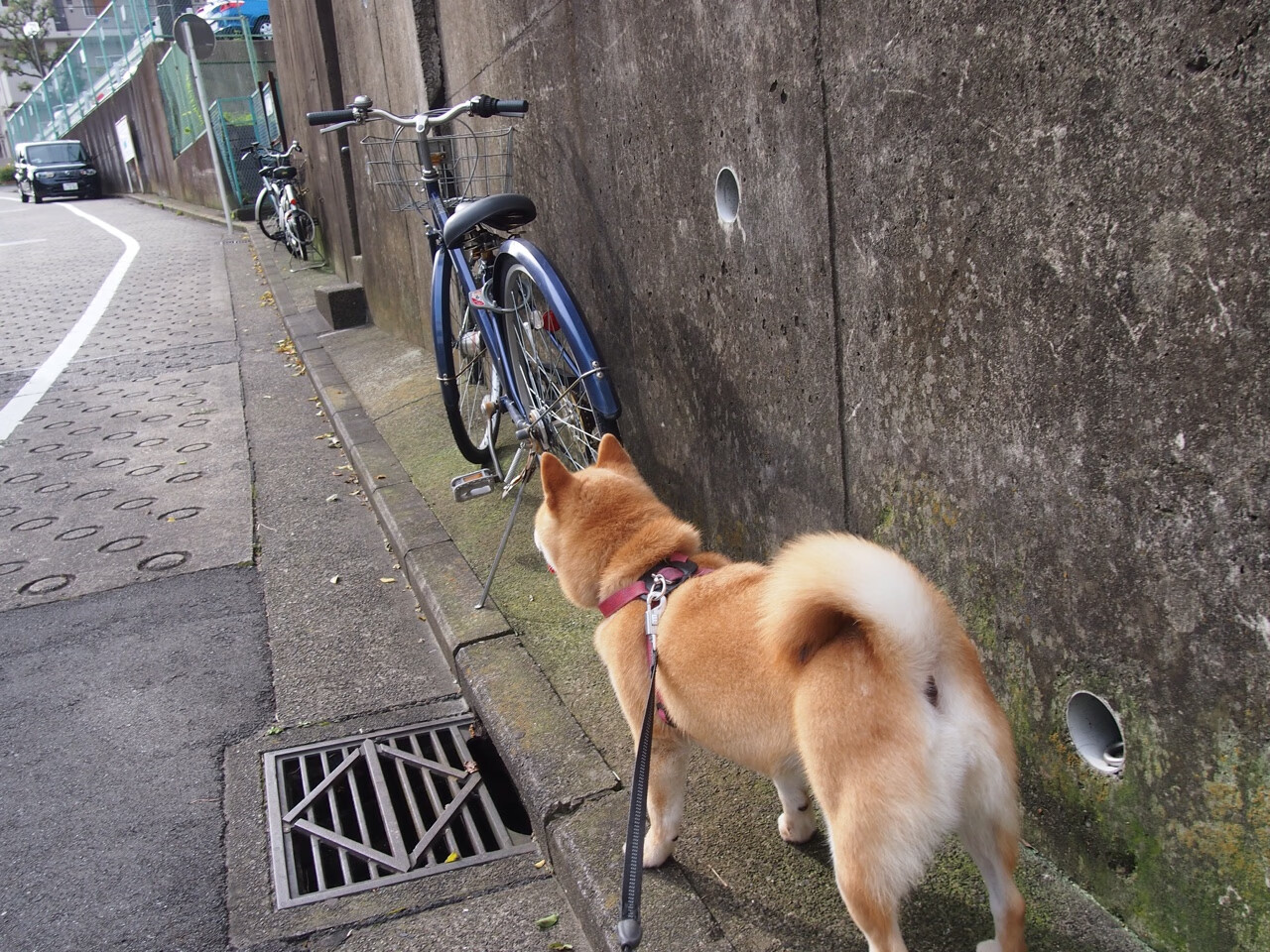 关键战里没有第二次，当阿尔及利亚击溃澳大利亚，帕尔默在奥运周期接管比赛