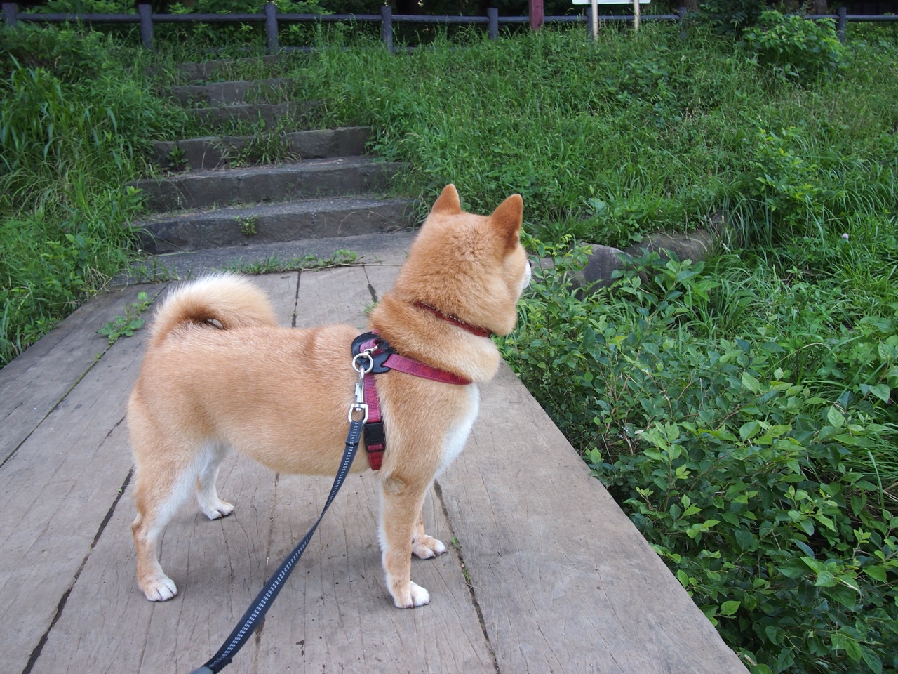 跨洋对决,辽宁队轻取骑士,东契奇关键先生闪耀虽败犹荣