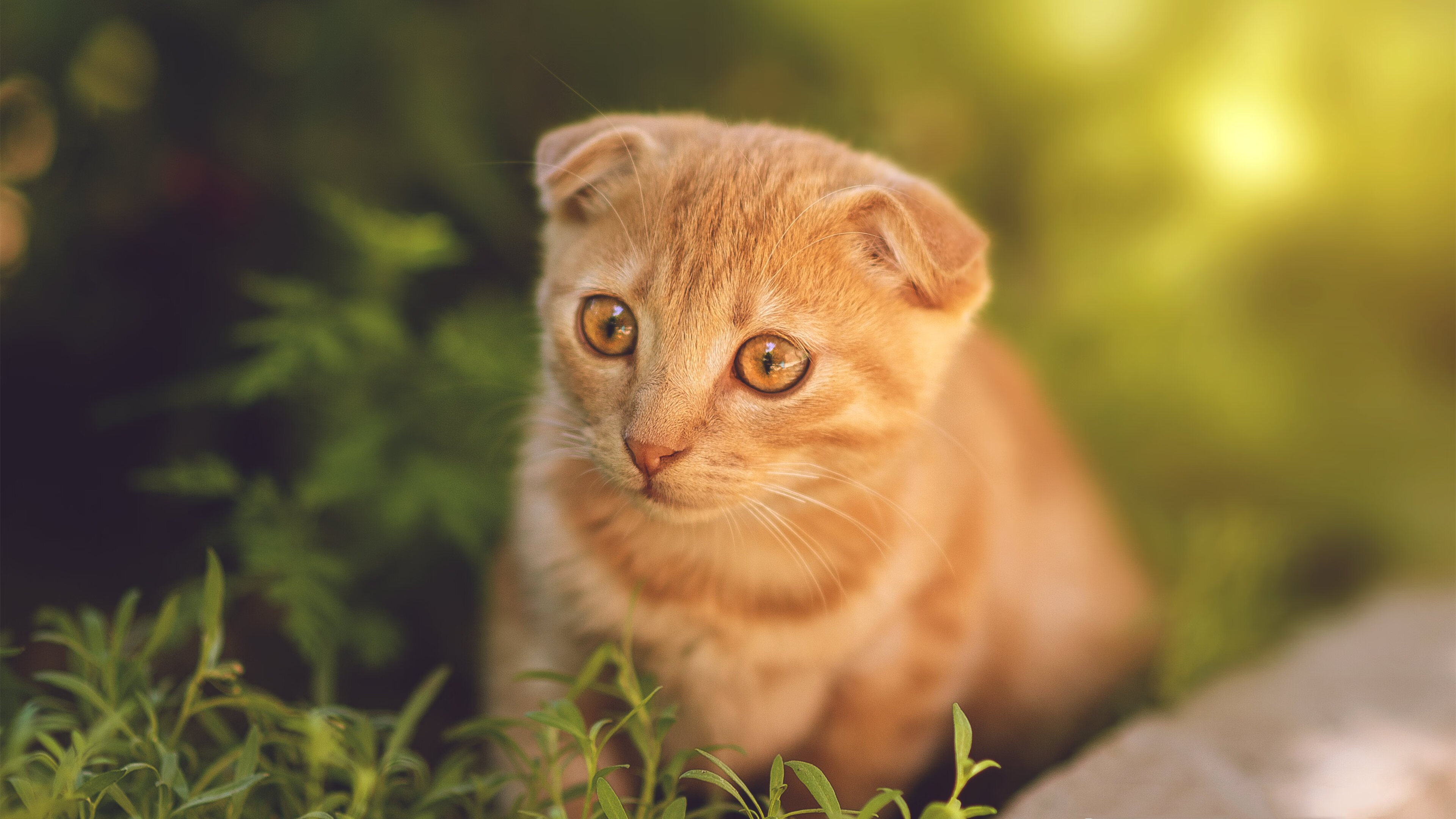 足球代码的重写者，当沙特用托尼的数据风暴将加拿大从世界杯版图上永久抹除