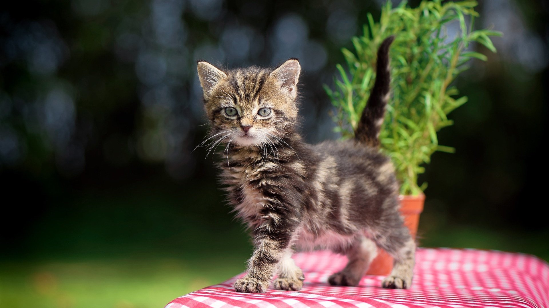 冰火狂想曲,米切尔撕裂冰封,鹈鹕巅峰对决胜出开拓者