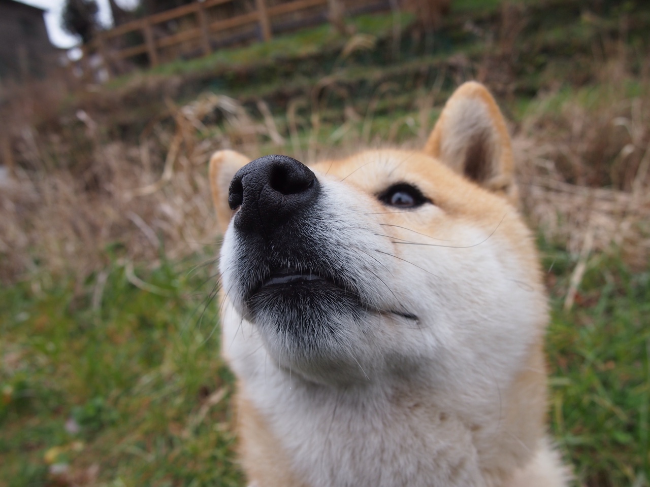 关键战破壁,西亚卡姆一人凿穿湖人防线